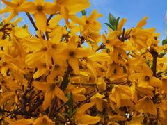 -巴奴毛肚火锅(安阳相州店)