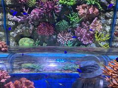-暹罗海洋世界
