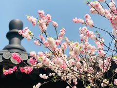 -南汇水蜜桃采摘(大团店)