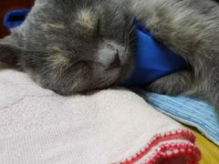 -北京赛佳动物医院