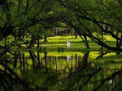 -上海共青森林公园