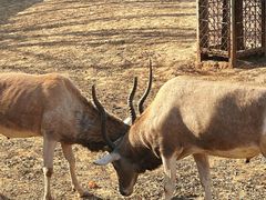 -石家庄市动物园