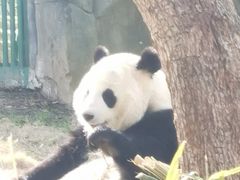 -武汉动物园