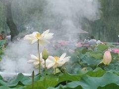 -白洋淀景区