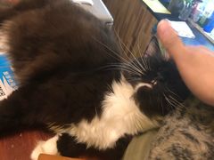 -猫色咖啡·猫咖