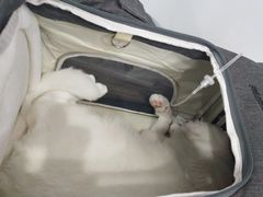 -伟伟宠物医院·CT影像中心·瑞派犬猫综合性门诊(汉口总院)