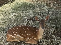-丽泽山庄·生态怀柔菜·虹鳟鱼(红螺寺店)
