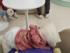 -怪兽屋·羊驼·猫咖·狗咖(俊华广场店)