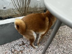 -爪吧宠物乐园 (温榆河示范区店)