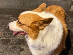 -贰醒·私房小院烧烤 (太古里店)