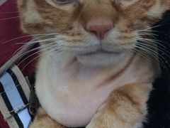 -北京赛佳动物医院