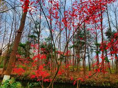 -合肥滨湖国家森林公园