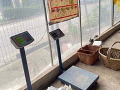 -马陆小张葡萄园农家乐