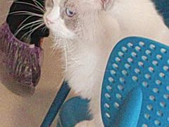 -平行世界·猫咖(首经贸店)