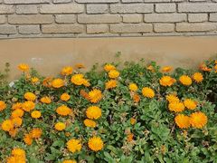 -武汉紫薇都市田园