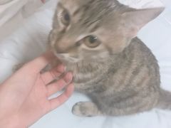 -袖虎·猫馆(体育西路店)