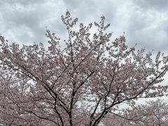 -顾村公园