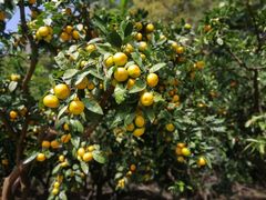 -前小桔亲子创意农场·草莓采摘·露营烧烤