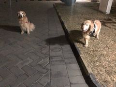 -北京赛佳动物医院