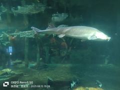 -华夏文旅海洋公园