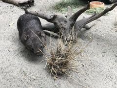 -费瑟代尔野生动物园