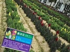 -广东花都香草世界旅游度假区