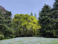 -上海滨江森林公园