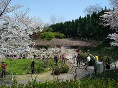 -嘉定紫藤园