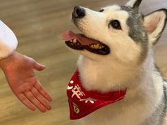 -Husky Go! 哈士奇体验馆·宠物咖啡厅狗咖