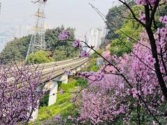-李子坝梁山鸡(李子坝大鸡哥店)