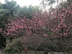 景点-金鸡山公园