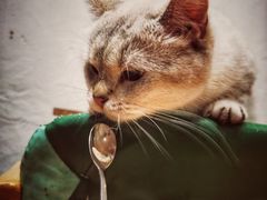 -猫色咖啡·猫咖