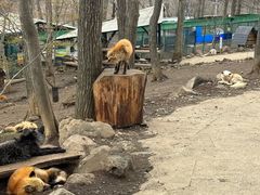 -宫城藏王狐狸村