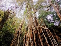 -中国科学院西双版纳热带植物园