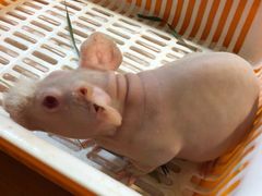 -藦茜花园宠物主题亲子互动体验馆(国顺东路店)