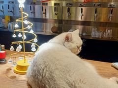 -后院儿·精酿·塔罗Happy Bar