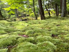 -西芳寺(苔寺)