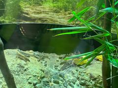 -悉尼海洋生物水族馆