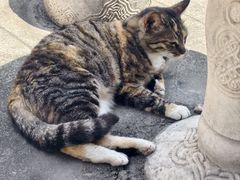 -迎江寺