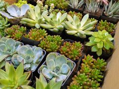 -双季花艺园艺市场(浦东店)