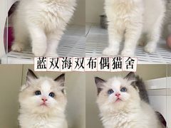 -lincat·猫舍(广州店)
