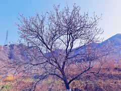-密云玫瑰情园