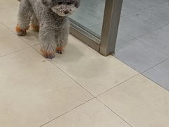 -宠福鑫康馨动物医院·骨科·眼科