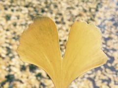 -四川大学(华西校区)