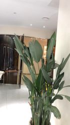 -PE SALON