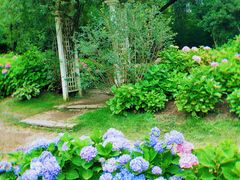 -上海共青森林公园