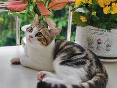 -lincat·猫舍(广州店)