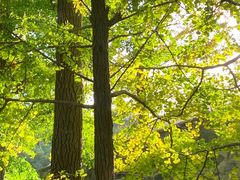 -阳台山自然风景区