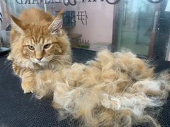 -车接车送·寄养洗护·德文猫舍(大宁店)
