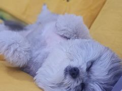 -宠颐生动物医院·心脏科·保险定点(锦阳分院)